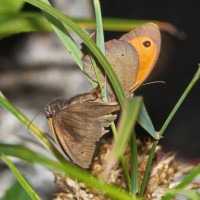 Dateiname=2016-07-19_15-56-43-insekten-7D1L6522b.jpg
Dateigröße=871KB
Abmessungen: 1920x1920
hinzugefügt am: 19. Juli 2016 2016-07-19_15-56-43-insekten-7D1L6522b.jpg