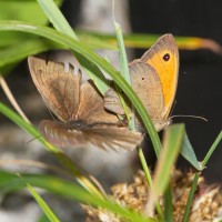 Dateiname=2016-07-19_15-56-43-insekten-7D1L6523b.jpg
Dateigröße=942KB
Abmessungen: 1920x1920
hinzugefügt am: 19. Juli 2016 2016-07-19_15-56-43-insekten-7D1L6523b.jpg
