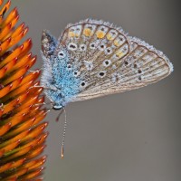 Dateiname=2016-07-19_15-57-03-insekten-7D1L6530b.jpg
Dateigröße=1289KB
Abmessungen: 1920x1920
hinzugefügt am: 19. Juli 2016 2016-07-19_15-57-03-insekten-7D1L6530b.jpg