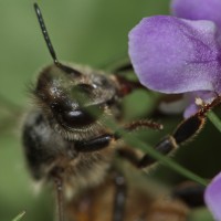 Dateiname=2016-07-26_15-07-52_biene_7D2L0191b.jpg
Dateigröße=758KB
Abmessungen: 1920x1920
hinzugefügt am: 26. Juli 2016 2016-07-26_15-07-52_biene_7D2L0191b.jpg