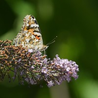 Dateiname=2016-08-02_14-34-07_Schmetterling_7D2L0281bs.jpg
Dateigröße=1122KB
Abmessungen: 1920x1920
hinzugefügt am: 02. August 2016 2016-08-02_14-34-07_Schmetterling_7D2L0281bs.jpg