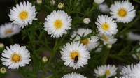 Dateiname=2016-09-13_15-48-24_Bienen-n-Blumen_7D2L0310b.jpg
Dateigröße=512KB
Abmessungen: 1920x1080
hinzugefügt am: 13. September 2016 2016-09-13_15-48-24_Bienen-n-Blumen_7D2L0310b.jpg