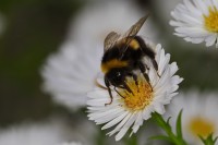 Dateiname=2016-09-13_15-50-31_Bienen-n-Blumen_7D2L0331b.jpg
Dateigröße=498KB
Abmessungen: 1920x1280
hinzugefügt am: 13. September 2016 2016-09-13_15-50-31_Bienen-n-Blumen_7D2L0331b.jpg