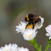 Dateiname=2016-09-13_15-52-01_Bienen-n-Blumen_7D2L0355b.jpg
Dateigröße=682KB
Abmessungen: 1920x1920
hinzugefügt am: 13. September 2016 2016-09-13_15-52-01_Bienen-n-Blumen_7D2L0355b.jpg