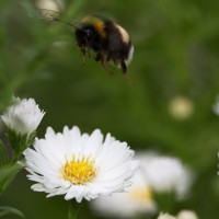 Dateiname=2016-09-13_15-52-57_Bienen-n-Blumen_7D2L0374b.jpg
Dateigröße=710KB
Abmessungen: 1920x1920
hinzugefügt am: 13. September 2016 2016-09-13_15-52-57_Bienen-n-Blumen_7D2L0374b.jpg