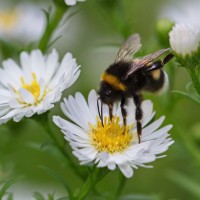 Dateiname=2016-09-13_15-53-03_Bienen-n-Blumen_7D2L0383b.jpg
Dateigröße=886KB
Abmessungen: 1920x1920
hinzugefügt am: 13. September 2016 2016-09-13_15-53-03_Bienen-n-Blumen_7D2L0383b.jpg