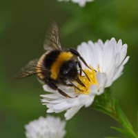 Dateiname=2016-09-13_15-54-32_Bienen-n-Blumen_7D2L0417b.jpg
Dateigröße=772KB
Abmessungen: 1920x1920
hinzugefügt am: 13. September 2016 2016-09-13_15-54-32_Bienen-n-Blumen_7D2L0417b.jpg