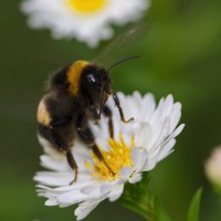 Dateiname=2016-09-13_15-54-35_Bienen-n-Blumen_7D2L0419b.jpg
Dateigröße=754KB
Abmessungen: 1920x1920
hinzugefügt am: 13. September 2016 2016-09-13_15-54-35_Bienen-n-Blumen_7D2L0419b.jpg