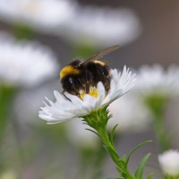 Dateiname=2016-09-13_15-55-03_Bienen-n-Blumen_7D2L0441b.jpg
Dateigröße=807KB
Abmessungen: 1920x1920
hinzugefügt am: 13. September 2016 2016-09-13_15-55-03_Bienen-n-Blumen_7D2L0441b.jpg