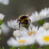 Dateiname=2016-09-13_15-55-49_Bienen-n-Blumen_7D2L0453b.jpg
Dateigröße=798KB
Abmessungen: 1920x1920
hinzugefügt am: 13. September 2016 2016-09-13_15-55-49_Bienen-n-Blumen_7D2L0453b.jpg