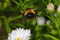 Dateiname=2016-09-13_15-56-44_Bienen-n-Blumen_7D2L0466b.jpg
Dateigröße=741KB
Abmessungen: 1920x1280
hinzugefügt am: 13. September 2016 2016-09-13_15-56-44_Bienen-n-Blumen_7D2L0466b.jpg