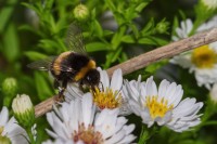 Dateiname=2016-09-13_15-56-55_Bienen-n-Blumen_7D2L0469b.jpg
Dateigröße=732KB
Abmessungen: 1920x1280
hinzugefügt am: 13. September 2016 2016-09-13_15-56-55_Bienen-n-Blumen_7D2L0469b.jpg