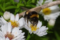 Dateiname=2016-09-13_15-57-00_Bienen-n-Blumen_7D2L0475b.jpg
Dateigröße=688KB
Abmessungen: 1920x1280
hinzugefügt am: 13. September 2016 2016-09-13_15-57-00_Bienen-n-Blumen_7D2L0475b.jpg