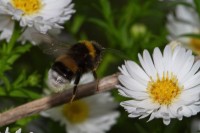 Dateiname=2016-09-13_15-57-02_Bienen-n-Blumen_7D2L0476b.jpg
Dateigröße=650KB
Abmessungen: 1920x1281
hinzugefügt am: 13. September 2016 2016-09-13_15-57-02_Bienen-n-Blumen_7D2L0476b.jpg