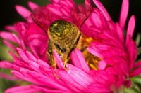 Dateiname=2016-09-20_16-18-41_Bee_7D2L0483bs.JPG
Dateigröße=689KB
Abmessungen: 1920x1280
hinzugefügt am: 20. September 2016 2016-09-20_16-18-41_Bee_7D2L0483bs.JPG