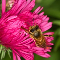 Dateiname=2016-09-20_16-24-21_Bee_7D2L0492bs.JPG
Dateigröße=975KB
Abmessungen: 1920x1920
hinzugefügt am: 20. September 2016 2016-09-20_16-24-21_Bee_7D2L0492bs.JPG