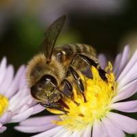 Dateiname=2016-09-20_16-26-32_Bee_7D2L0501bs.JPG
Dateigröße=841KB
Abmessungen: 1920x1920
hinzugefügt am: 20. September 2016 2016-09-20_16-26-32_Bee_7D2L0501bs.JPG