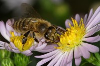 Dateiname=2016-09-20_16-26-45_Bee_7D2L0503bs.JPG
Dateigröße=628KB
Abmessungen: 1920x1280
hinzugefügt am: 20. September 2016 2016-09-20_16-26-45_Bee_7D2L0503bs.JPG