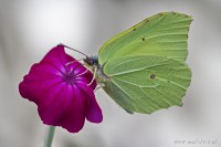 Dateiname=2017-07-04_16-03-32_Zitronenfalter_7D2L5820bws.JPG
Dateigröße=683KB
Abmessungen: 1920x1280
hinzugefügt am: 04. Juli 2017 2017-07-04_16-03-32_Zitronenfalter_7D2L5820bws.JPG