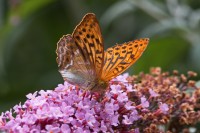 Dateiname=2017-07-11_16-06-07_Schmetterling_7D2L6108bs.JPG
Dateigröße=662KB
Abmessungen: 1920x1280
hinzugefügt am: 11. Juli 2017 2017-07-11_16-06-07_Schmetterling_7D2L6108bs.JPG