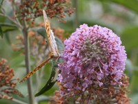 Dateiname=2017-07-11_16-06-35_Schmetterling_7D2L6114bs.JPG
Dateigröße=774KB
Abmessungen: 1920x1440
hinzugefügt am: 11. Juli 2017 2017-07-11_16-06-35_Schmetterling_7D2L6114bs.JPG