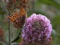 Dateiname=2017-07-11_16-06-50_Schmetterling_7D2L6119bs.JPG
Dateigröße=654KB
Abmessungen: 1920x1440
hinzugefügt am: 11. Juli 2017 2017-07-11_16-06-50_Schmetterling_7D2L6119bs.JPG