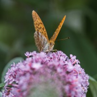 Dateiname=2017-07-11_16-07-49_Schmetterling_7D2L6139bs.JPG
Dateigröße=820KB
Abmessungen: 1920x1920
hinzugefügt am: 11. Juli 2017 2017-07-11_16-07-49_Schmetterling_7D2L6139bs.JPG