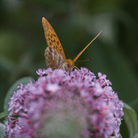 Dateiname=2017-07-11_16-07-51_Schmetterling_7D2L6142bs.JPG
Dateigröße=724KB
Abmessungen: 1920x1920
hinzugefügt am: 11. Juli 2017 2017-07-11_16-07-51_Schmetterling_7D2L6142bs.JPG