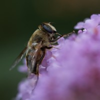 Dateiname=2017-07-11_16-09-03_Schmetterling_7D2L6173bs.JPG
Dateigröße=651KB
Abmessungen: 1920x1920
hinzugefügt am: 11. Juli 2017 2017-07-11_16-09-03_Schmetterling_7D2L6173bs.JPG