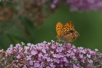 Dateiname=2017-07-11_16-13-07_Schmetterling_7D2L6219bs.JPG
Dateigröße=650KB
Abmessungen: 1920x1280
hinzugefügt am: 11. Juli 2017 2017-07-11_16-13-07_Schmetterling_7D2L6219bs.JPG