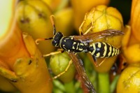 Dateiname=2017-07-25_15-40-41_Wespen_7D2L6724b.jpg
Dateigröße=574KB
Abmessungen: 1920x1280
hinzugefügt am: 25. Juli 2017 2017-07-25_15-40-41_Wespen_7D2L6724b.jpg