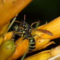 Dateiname=2017-07-25_15-50-05_Wespen_7D2L6755b.jpg
Dateigröße=895KB
Abmessungen: 1920x1920
hinzugefügt am: 25. Juli 2017 2017-07-25_15-50-05_Wespen_7D2L6755b.jpg