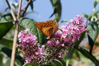 Dateiname=2017-08-29_15-02-17_Schmetterling_7D1L3262_DxO-1_bws.JPG
Dateigröße=690KB
Abmessungen: 1920x1280
hinzugefügt am: 29. August 2017 2017-08-29_15-02-17_Schmetterling_7D1L3262_DxO-1_bws.JPG