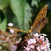 Dateiname=2017-08-29_15-03-03_Schmetterling_7D1L3271_DxO_bws.JPG
Dateigröße=653KB
Abmessungen: 1567x1567
hinzugefügt am: 29. August 2017 2017-08-29_15-03-03_Schmetterling_7D1L3271_DxO_bws.JPG