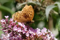 Dateiname=2017-08-29_15-03-42_Schmetterling_7D1L3285_DxO_bws.JPG
Dateigröße=658KB
Abmessungen: 1920x1280
hinzugefügt am: 29. August 2017 2017-08-29_15-03-42_Schmetterling_7D1L3285_DxO_bws.JPG