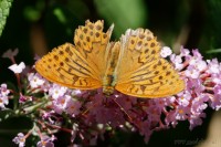 Dateiname=2017-08-29_15-07-15_Schmetterling_7D1L3319_DxO_bws.JPG
Dateigröße=682KB
Abmessungen: 1920x1280
hinzugefügt am: 29. August 2017 2017-08-29_15-07-15_Schmetterling_7D1L3319_DxO_bws.JPG