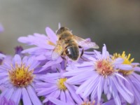 Dateiname=bienen_blumen.jpg
Dateigröße=137KB
Abmessungen: 1280x960
hinzugefügt am: 30. Juli 2010 bienen_blumen.jpg