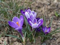 Dateiname=16-03-2014_12-37-56_7D1L1883_Krokus_bs.JPG
Dateigröße=827KB
Abmessungen: 1920x1440
hinzugefügt am: 16. März 2014 16-03-2014_12-37-56_7D1L1883_Krokus_bs.JPG