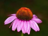 Dateiname=2012-07-13_07-11-17-blumen-IMG_8921b-7d2s.JPG
Dateigröße=660KB
Abmessungen: 1810x1357
hinzugefügt am: 01. August 2012 2012-07-13_07-11-17-blumen-IMG_8921b-7d2s.JPG