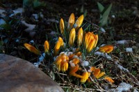 Dateiname=2013-03-14_15-37-28-blumen-7D1L7996bs.JPG
Dateigröße=768KB
Abmessungen: 1920x1280
hinzugefügt am: 15. März 2013 2013-03-14_15-37-28-blumen-7D1L7996bs.JPG