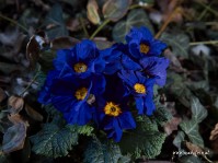 Dateiname=2013-03-14_15-46-47-blumen-7D1L8026bs.JPG
Dateigröße=610KB
Abmessungen: 1810x1357
hinzugefügt am: 15. März 2013 2013-03-14_15-46-47-blumen-7D1L8026bs.JPG