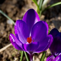 Dateiname=2015-03-10_16-03-01_krokusse_7D1L8060_bs.JPG
Dateigröße=970KB
Abmessungen: 1920x1920
hinzugefügt am: 10. März 2015 2015-03-10_16-03-01_krokusse_7D1L8060_bs.JPG