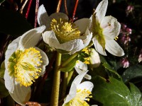 Dateiname=2015-03-17_23-57-41_7D1L8091_schneerose_bs.jpg
Dateigröße=3621KB
Abmessungen: 4608x3456
hinzugefügt am: 17. März 2015 2015-03-17_23-57-41_7D1L8091_schneerose_bs.jpg