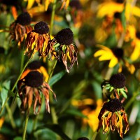Dateiname=2015-09-02_00-14-19_blumen_7D2L5026bs.JPG
Dateigröße=1132KB
Abmessungen: 1920x1920
hinzugefügt am: 01. September 2015 2015-09-02_00-14-19_blumen_7D2L5026bs.JPG