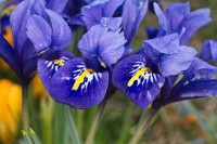Dateiname=2016-03-15_16-13-22-iris-co-7D1L4804bs.jpg
Dateigröße=699KB
Abmessungen: 1920x1280
hinzugefügt am: 15. März 2016 2016-03-15_16-13-22-iris-co-7D1L4804bs.jpg