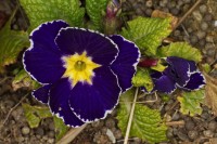 Dateiname=2016-03-22_13-06-39-blumen-7D1L4826b.jpg
Dateigröße=721KB
Abmessungen: 1920x1280
hinzugefügt am: 22. März 2016 2016-03-22_13-06-39-blumen-7D1L4826b.jpg