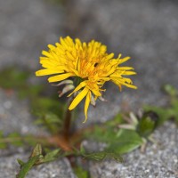 Dateiname=2016-03-29_14-29-18-pflanzen-tiere-7D1L4835bs.jpg
Dateigröße=779KB
Abmessungen: 1920x1920
hinzugefügt am: 29. März 2016 2016-03-29_14-29-18-pflanzen-tiere-7D1L4835bs.jpg