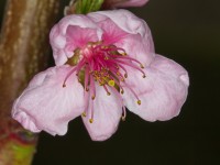 Dateiname=2016-04-05_17-26-33-blumen-7D1L4899b.jpg
Dateigröße=618KB
Abmessungen: 1920x1440
hinzugefügt am: 05. April 2016 2016-04-05_17-26-33-blumen-7D1L4899b.jpg