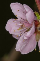 Dateiname=2016-04-05_17-27-00-blumen-7D1L4904b.jpg
Dateigröße=543KB
Abmessungen: 1280x1920
hinzugefügt am: 05. April 2016 2016-04-05_17-27-00-blumen-7D1L4904b.jpg