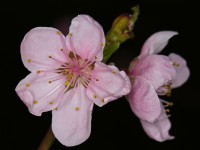 Dateiname=2016-04-05_17-27-34-blumen-7D1L4908b.jpg
Dateigröße=458KB
Abmessungen: 1920x1440
hinzugefügt am: 05. April 2016 2016-04-05_17-27-34-blumen-7D1L4908b.jpg